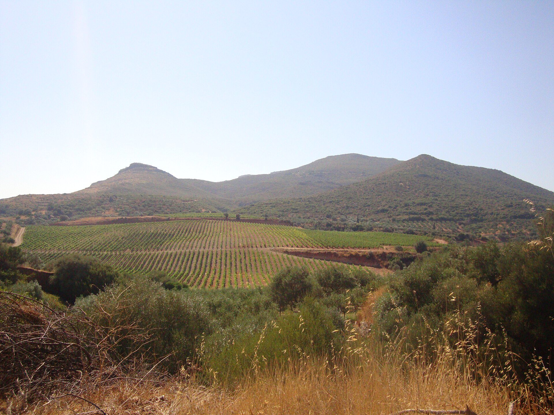 Vineyards below the hills at Monemvasia in the southern Peloponnese